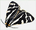 OHBR Lepidoptera logo
