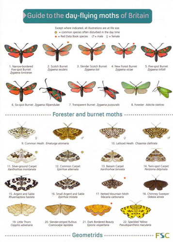 Field Studies Council chart day flying moths