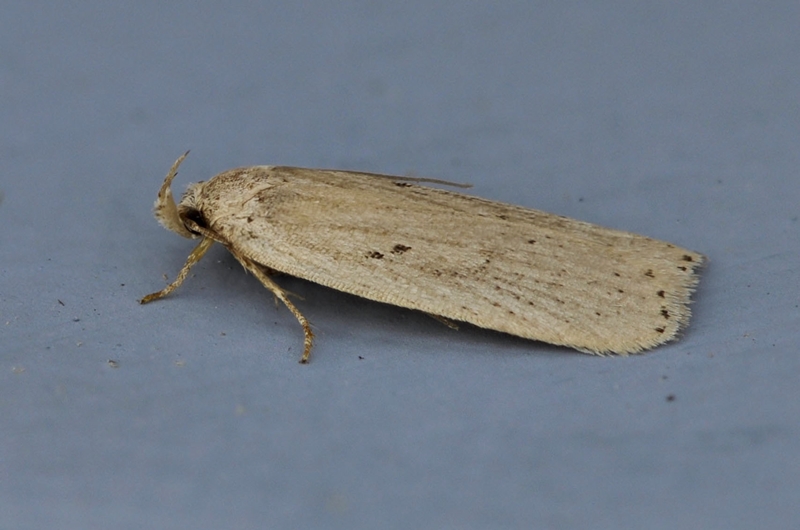 Agonopterix yeatiana Lepidoptera Species