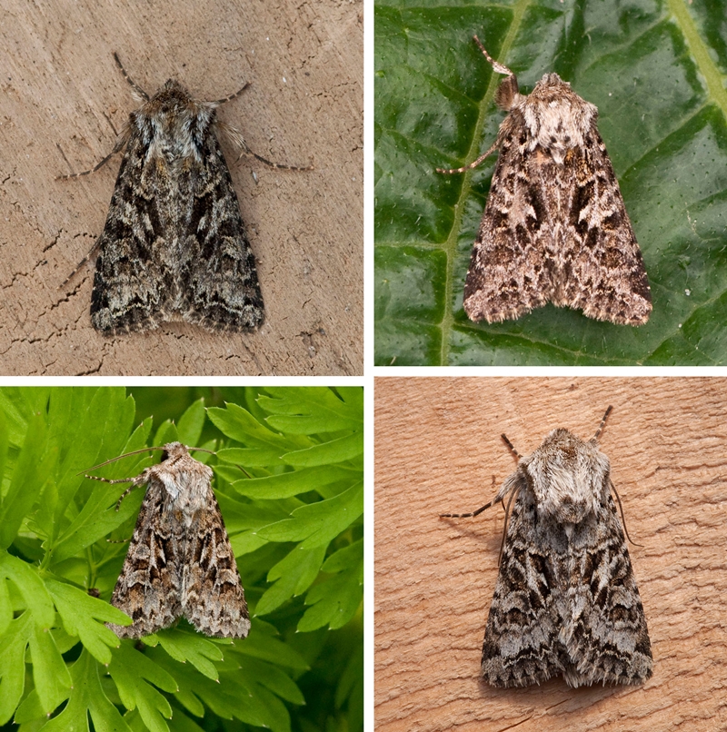 Bheda Insect Hada plebeja Lepidoptera Species